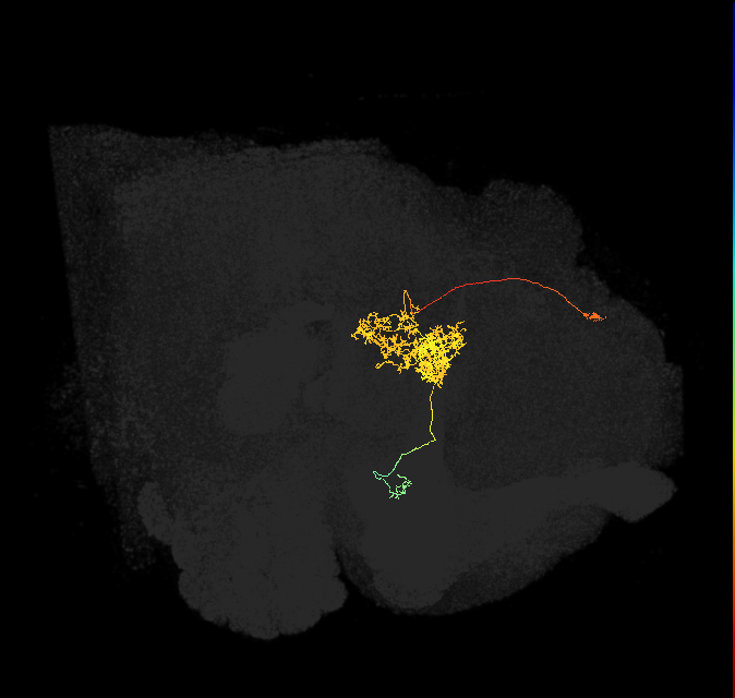 FC2A(FQ7)_C4_L (FlyEM-HB:1132168736)