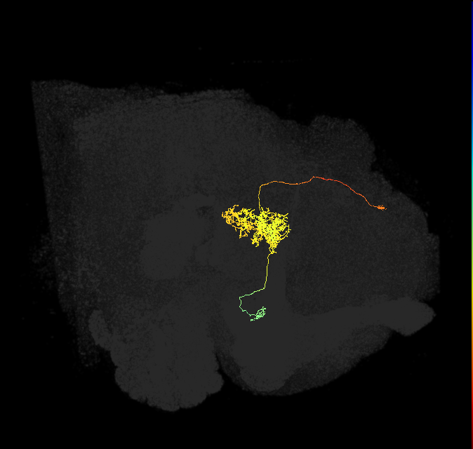 FC2A(FQ7)_C3_L (FlyEM-HB:1164882751)