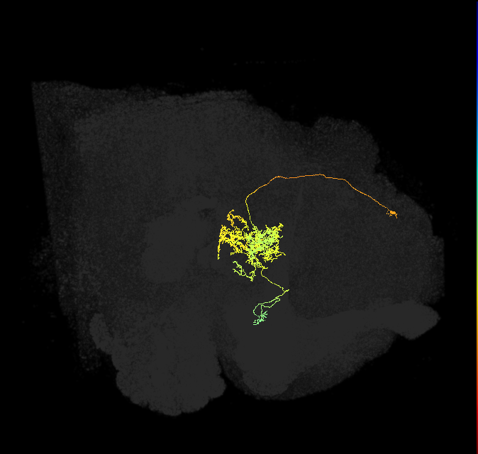FC2A(FQ7)_C2_L (FlyEM-HB:5813055999)
