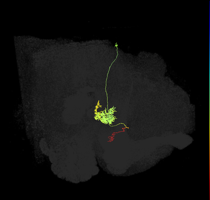 FC2A(FQ7)_C1_R (FlyEM-HB:5813049445)