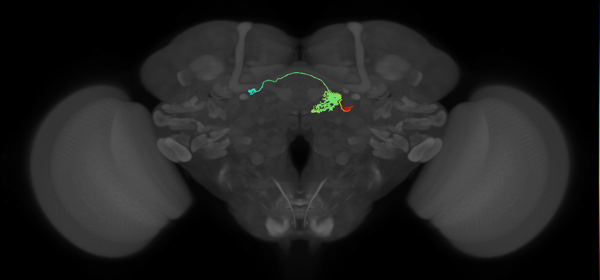 FC2A(FQ7)_C1_R (FlyEM-HB:5813049445)