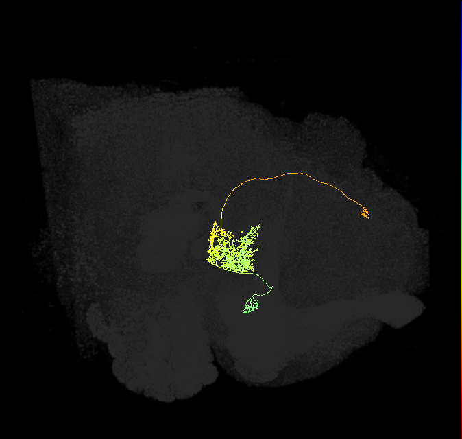 FC2A(FQ7)_C1_L (FlyEM-HB:1351065769)