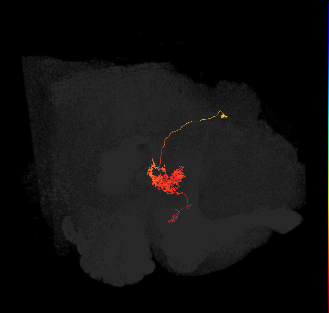 FC2A(FQ7)_C9_R (FlyEM-HB:1351869732)