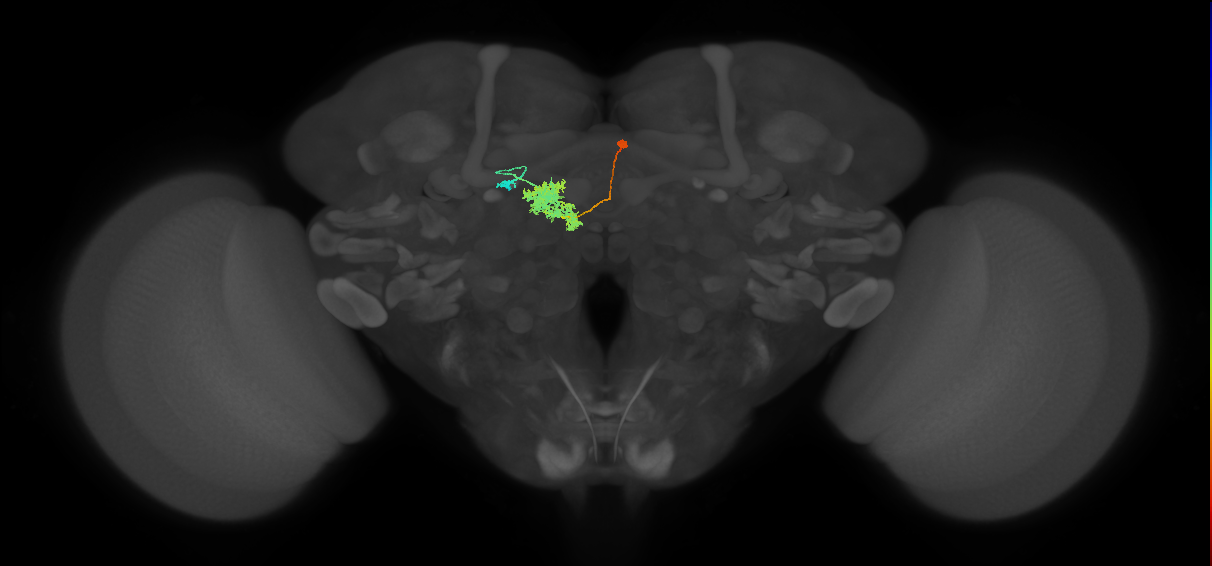 FC2A(FQ7)_C9_R (FlyEM-HB:1351869732)