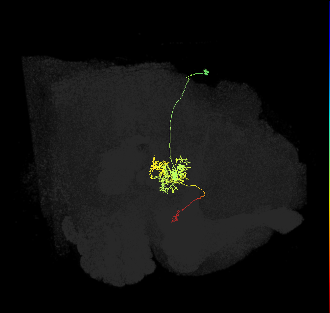 FC2A(FQ7)_C2_R (FlyEM-HB:1093552596)