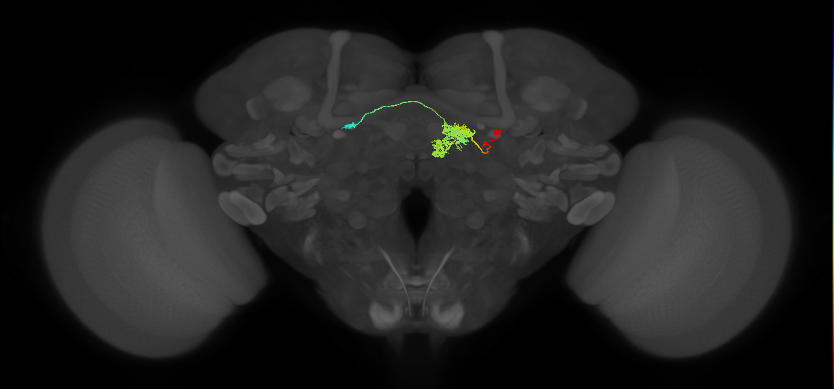 FC2A(FQ7)_C2_R (FlyEM-HB:1093552596)