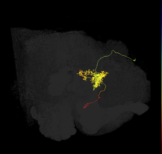 FC2B(FQ7)_C4_R (FlyEM-HB:1039392337)