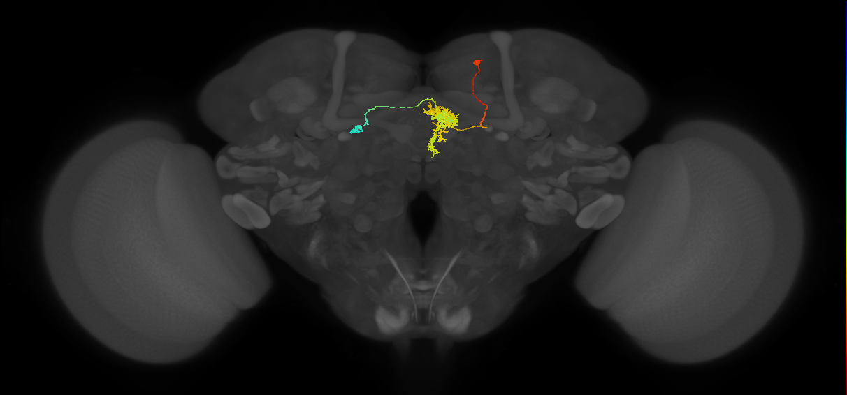 FC2B(FQ7)_C4_R (FlyEM-HB:1039392337)