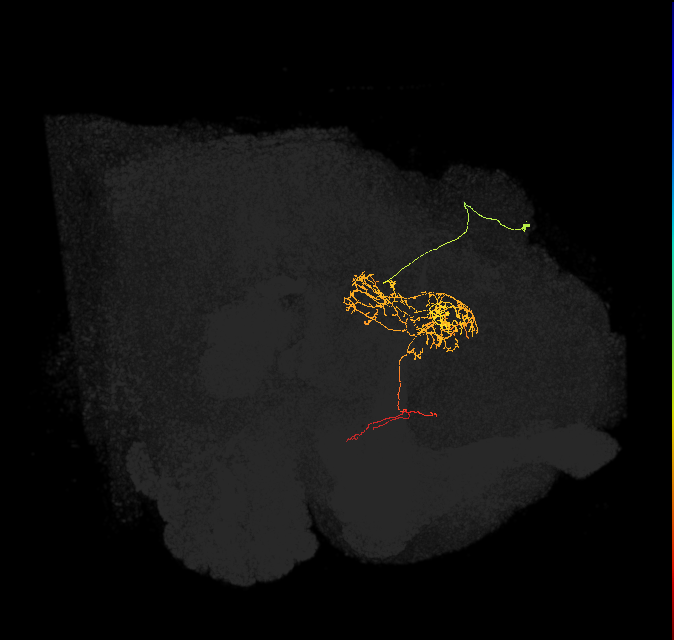 FC2B(FQ7)_C5_R (FlyEM-HB:884921015)