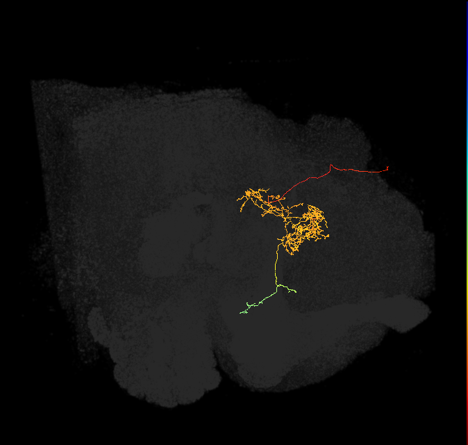 FC2B(FQ7)_C5_L (FlyEM-HB:915623395)