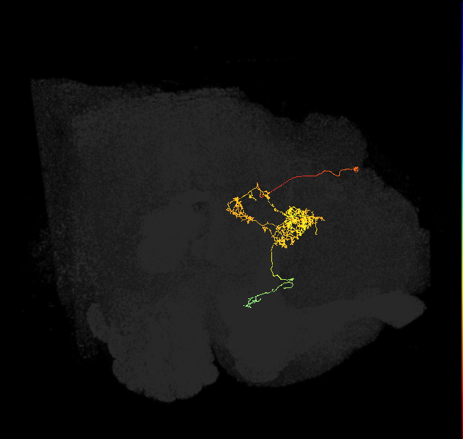 FC2B(FQ7)_C4_L (FlyEM-HB:912583959)