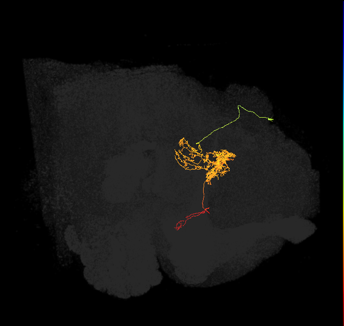 FC2B(FQ7)_C5_R (FlyEM-HB:977335129)