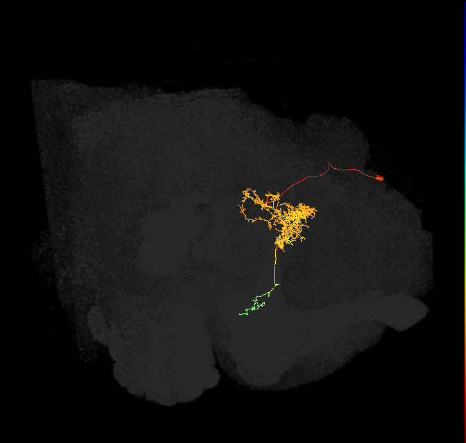 FC2B(FQ7)_C5_L (FlyEM-HB:881220948)