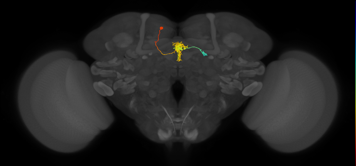 FC2B(FQ7)_C5_L (FlyEM-HB:881220948)