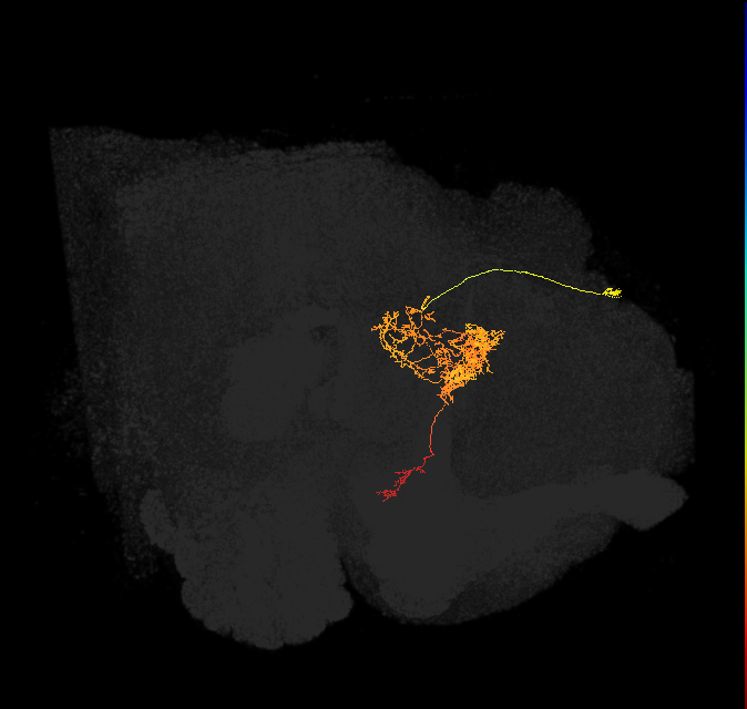 FC2B(FQ7)_C6_R (FlyEM-HB:1039775880)