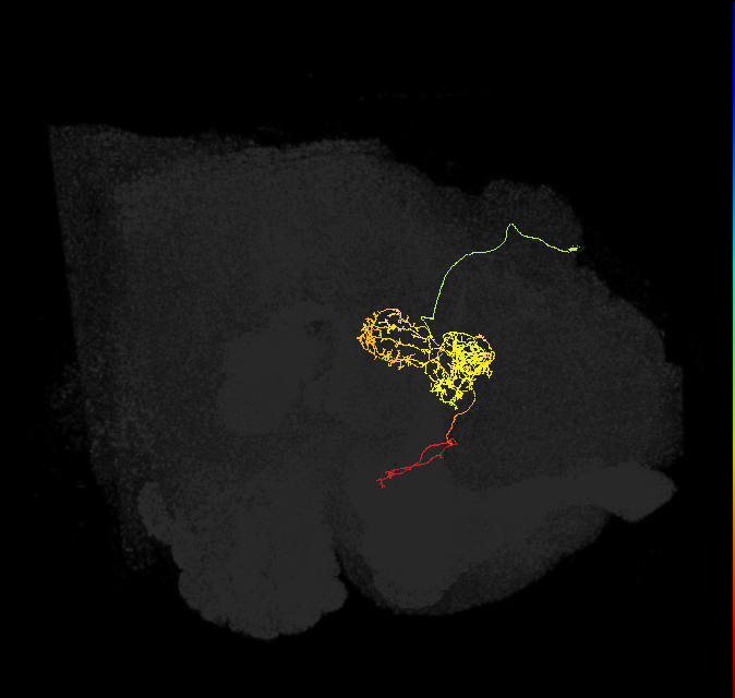 FC2B(FQ7)_C4_R (FlyEM-HB:1009375497)