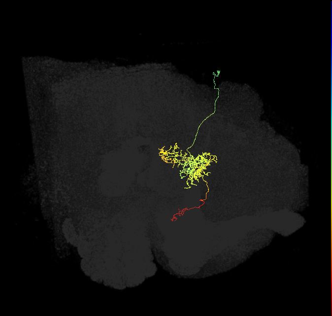 FC2B(FQ7)_C3_R (FlyEM-HB:1033192275)