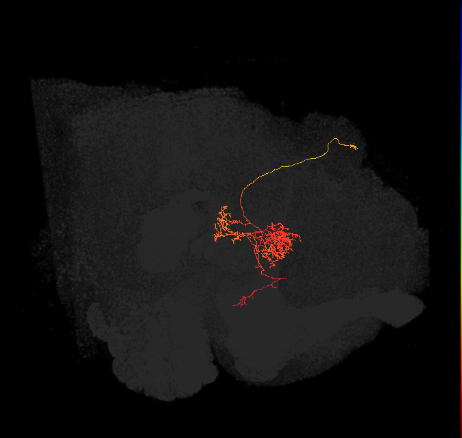 FC2B(FQ7)_C8_R (FlyEM-HB:5813016287)