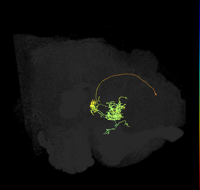 FC2B(FQ7)_C1_L (FlyEM-HB:1134849078)