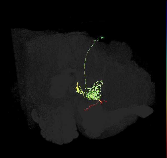 FC2B(FQ7)_C1_R (FlyEM-HB:1196573821)