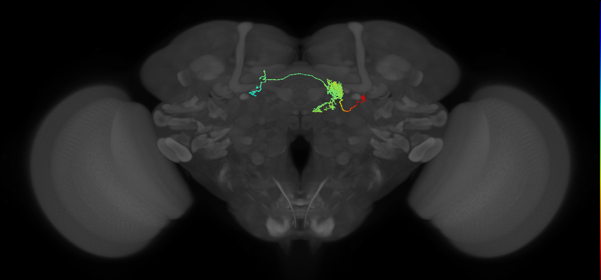 FC2B(FQ7)_C1_R (FlyEM-HB:1196573821)
