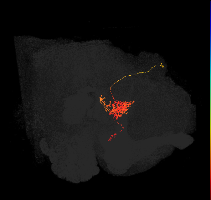 FC2B(FQ7)_C8_R (FlyEM-HB:1133925083)