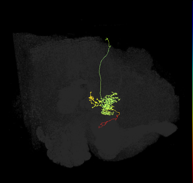 FC2B(FQ7)_C2_R (FlyEM-HB:5813058388)