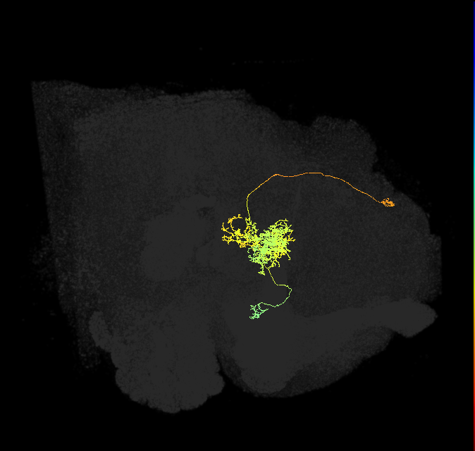 FC2B(FQ7)_C2_L (FlyEM-HB:1164545788)