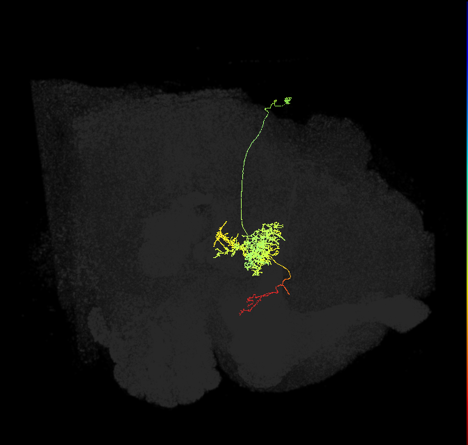 FC2B(FQ7)_C2_R (FlyEM-HB:1196573432)