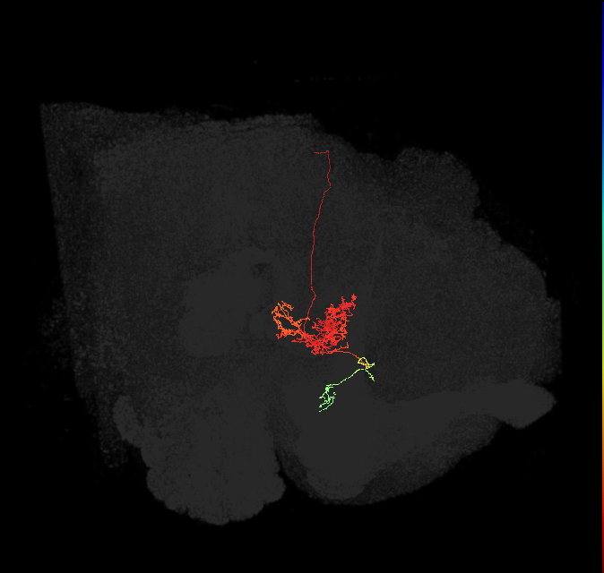 FC2B(FQ7)_C9_L (FlyEM-HB:5813081864)