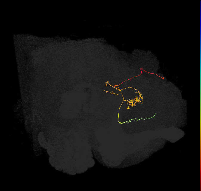 FC2C(FQ7)_C5_L (FlyEM-HB:5813041610)