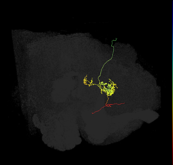 FC2C(FQ7)_C3_R (FlyEM-HB:858047578)