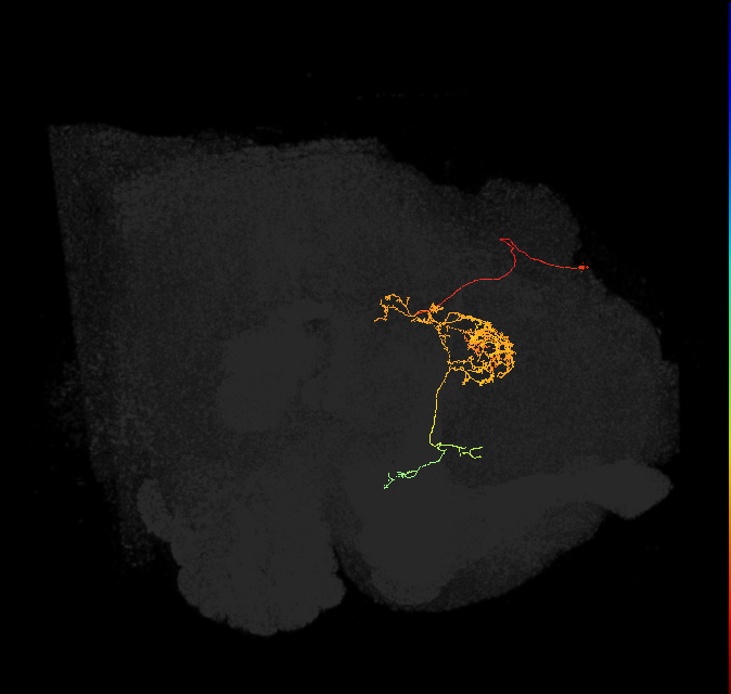 FC2C(FQ7)_C5_L (FlyEM-HB:885262090)