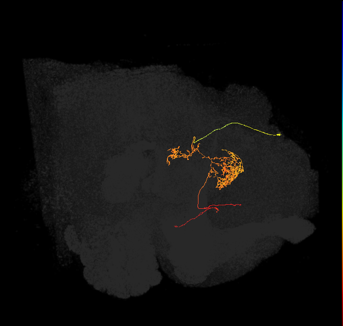 FC2C(FQ7)_C6_R (FlyEM-HB:916296656)