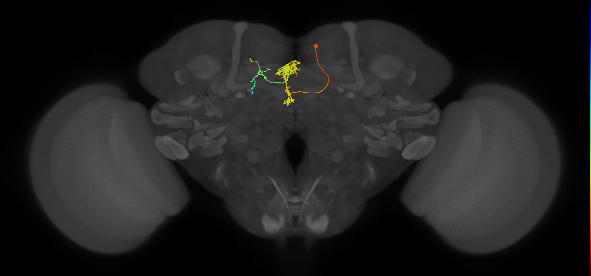 FC2C(FQ7)_C6_R (FlyEM-HB:916296656)