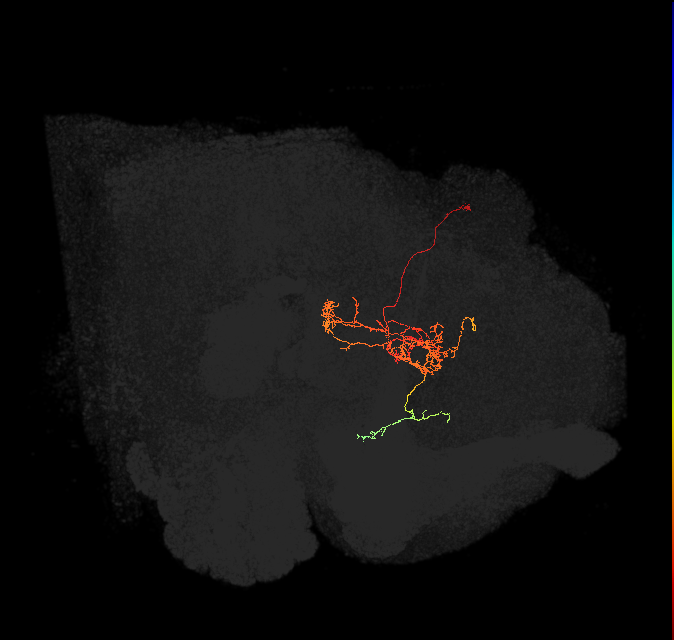 FC2C(FQ7)_C7_L (FlyEM-HB:1035393986)