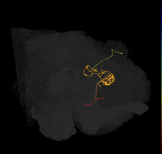 FC2C(FQ7)_C5_R (FlyEM-HB:817678848)