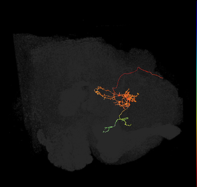 FC2C(FQ7)_C6_L (FlyEM-HB:885262118)
