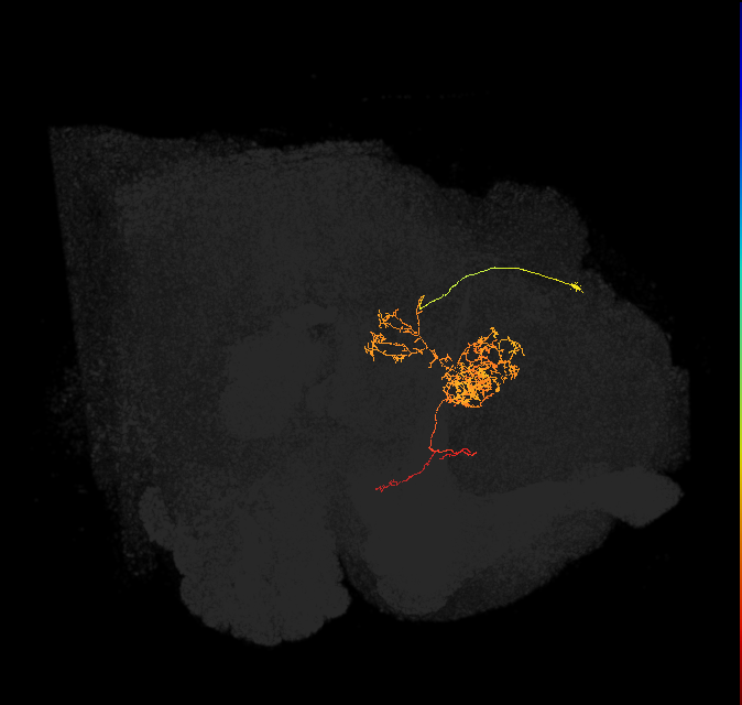FC2C(FQ7)_C6_R (FlyEM-HB:633541960)
