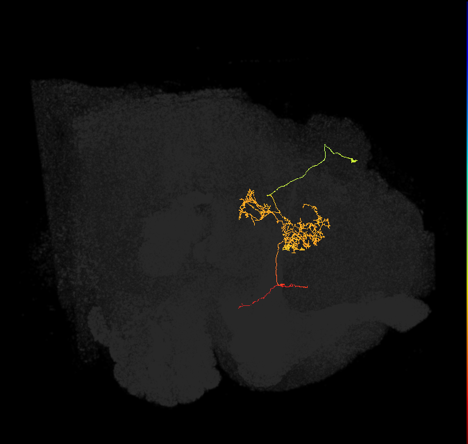 FC2C(FQ7)_C5_R (FlyEM-HB:793128475)
