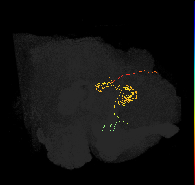 FC2C(FQ7)_C4_L (FlyEM-HB:885253534)