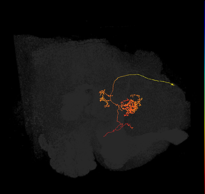 FC2C(FQ7)_C7_R (FlyEM-HB:916296860)