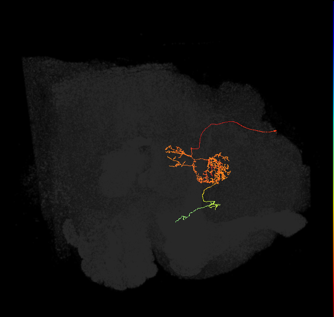 FC2C(FQ7)_C6_L (FlyEM-HB:947681574)