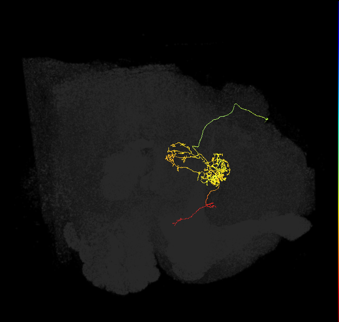 FC2C(FQ7)_C4_R (FlyEM-HB:978345784)