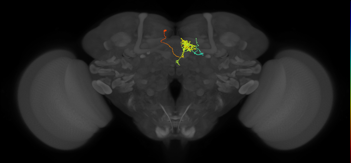 FC2C(FQ7)_C3_L (FlyEM-HB:978681977)