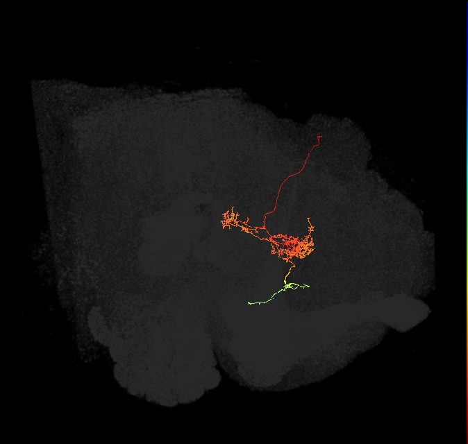 FC2C(FQ7)_C7_L (FlyEM-HB:1010437434)