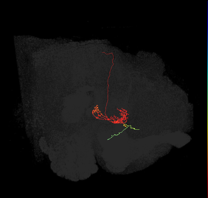 FC2C(FQ7)_C9_L (FlyEM-HB:1166674437)
