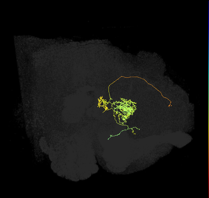 FC2C(FQ7)_C2_L (FlyEM-HB:1071760480)