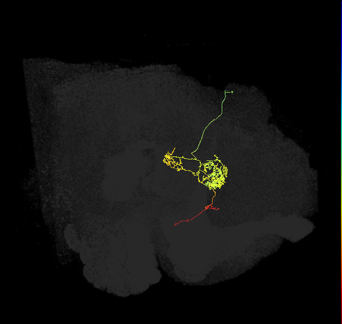 FC2C(FQ7)_C3_R (FlyEM-HB:1164187272)