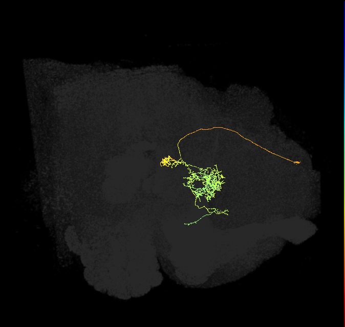 FC2C(FQ7)_C2_L (FlyEM-HB:1072779298)